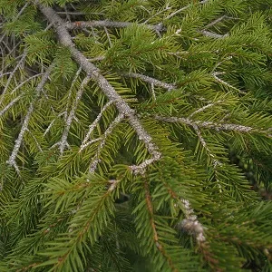 Хвойные опилки оптом в Набережных Челнах купить - оперативная доставка по всей России