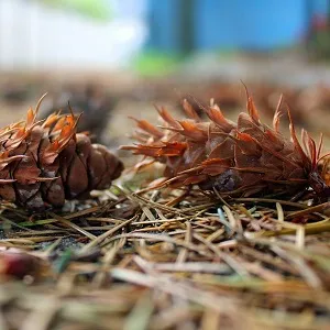 Хвойные опилки оптом в Набережных Челнах от завода-производителя Лигнум Ресурс