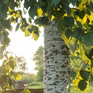 Опилки березовые оптом в Набережных Челнах купить - оперативная доставка по всей России