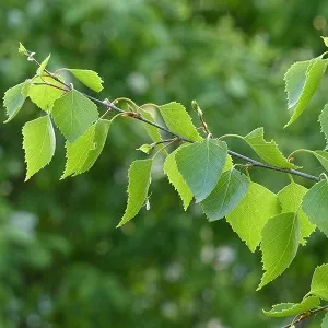 Опилки березовые оптом в Набережных Челнах от завода-производителя Лигнум Ресурс