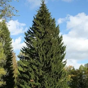 Еловые опилки оптом в Набережных Челнах купить - оперативная доставка по всей России