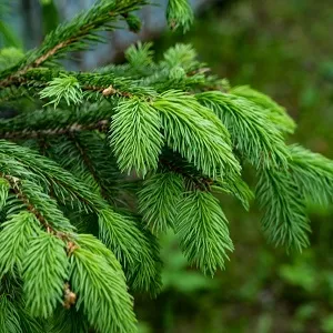 Еловые опилки оптом в Набережных Челнах от завода-производителя Лигнум Ресурс