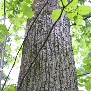 Опилки липовые оптом в Набережных Челнах купить - оперативная доставка по всей России