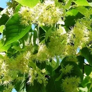 Опилки липовые оптом в Набережных Челнах от завода-производителя Лигнум Ресурс