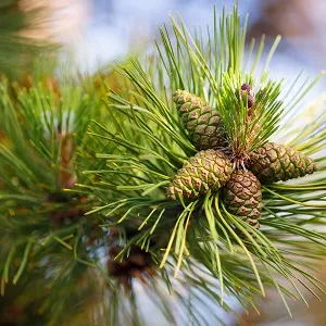 Сосновые опилки оптом в Набережных Челнах от завода-производителя Лигнум Ресурс