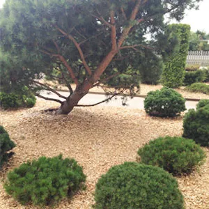 Хвойная щепа оптом в Набережных Челнах купить - оперативная доставка по всей России